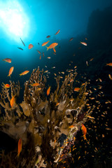Fototapeta na wymiar Net fire coral and fish in the Red Sea.