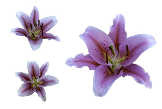 Fototapeta lily