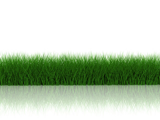 Grass with reflection on white background
