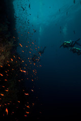 Fish, coral and divers in the Red Sea.