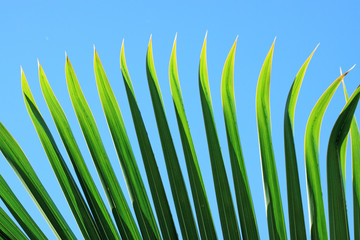 pointes de palme de palmier bouteille