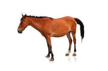 Brown horse isolated on the white background
