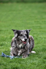 Grauer Australian-Shepherd-Mischling