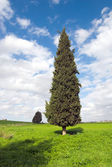fir tree © Yuriy Chertok