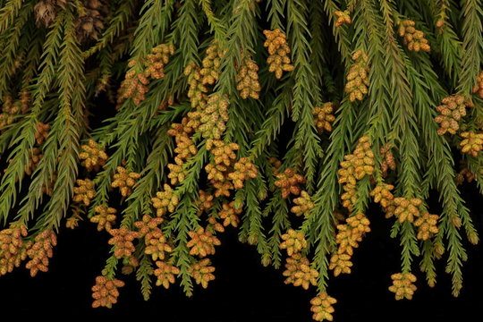 1 116 Best 杉花粉 Images Stock Photos Vectors Adobe Stock 1 116 Best 杉花粉 Images Stock Photos Vectors Adobe Stock