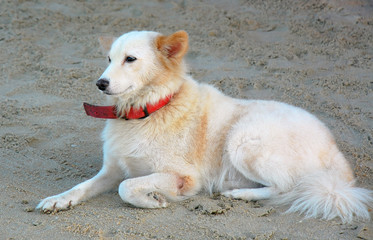 Dog on the Beach