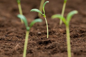 Green seedling illustrating concept of new life