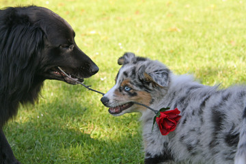 Fototapeta premium Retriever-Mischling mit Australian Shepherd-Welpe