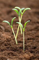 Green seedling illustrating concept of new life