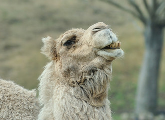 Obraz premium 駱駝