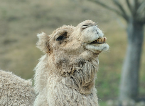 ラクダ のストック写真 ロイヤリティフリーの画像 ベクター およびビデオ Adobe Stock