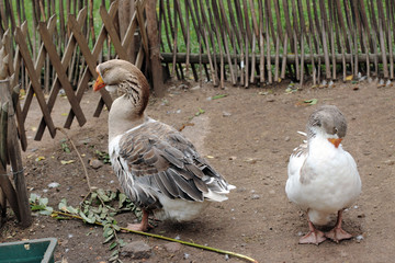 bird quarrel. Two Geese offended at each other