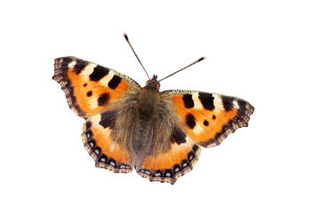 Small tortoiseshell
