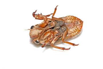 cicada
