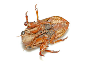 cicada