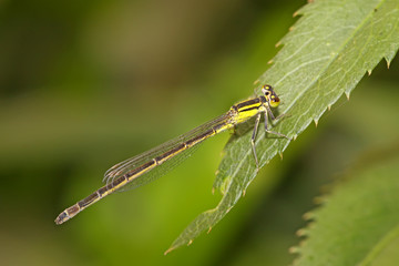 damsel-fly on the grass