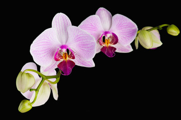 Fototapeta na wymiar Blooming pink orchid plant isolated on black background