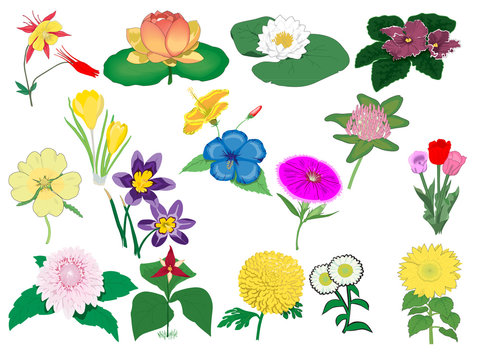set of detailed flowers