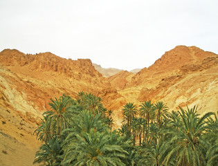 Fototapeta na wymiar Oasis in Sahara desert, Tunisia