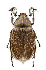 Polyphylla laticollis