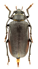 Prionus coriarius