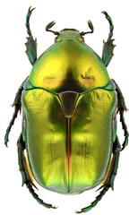 Protaetia affinis