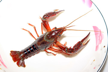 crayfish