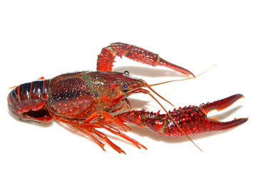 crayfish