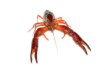 crayfish