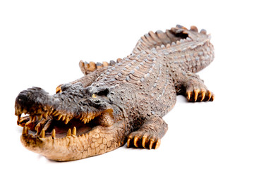 Crocodile