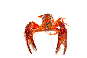 crayfish