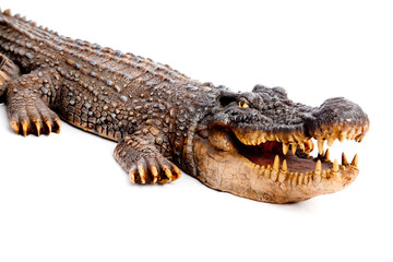 Crocodile head with the mouth large open