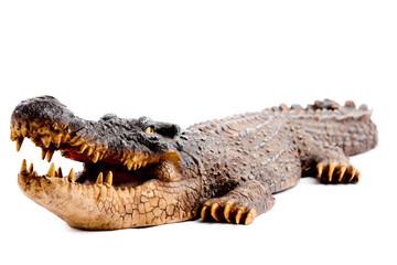 Crocodile