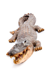 Obraz premium Alligator
