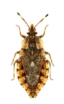 Aradus betulae