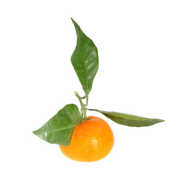Mandarins with green leaves