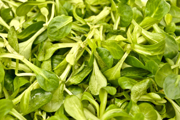 Valerianella