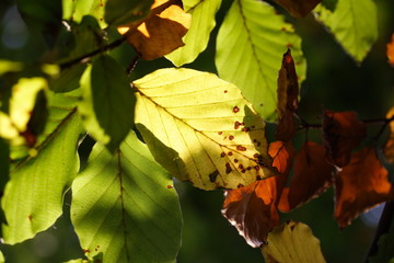 Obraz premium Herbstliche Blätter / Rotbuche / Fagus sylvatica