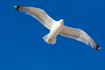 Naklejka premium Seagull flying into the blue sky