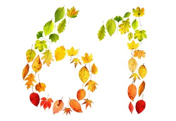 foliage 61