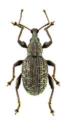 Otiorhynchus cymophanus