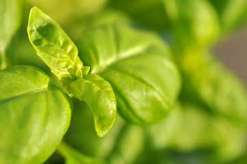 Fresh Basil
