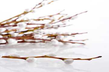 Pussy willow © Azazirov