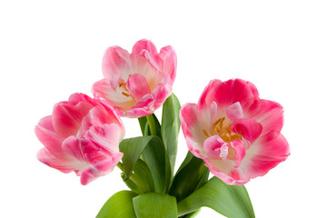 Fototapeta na wymiar Bouquet of pink tulips