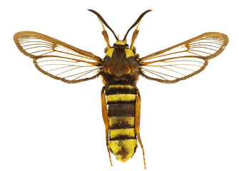 Sesia apiformis