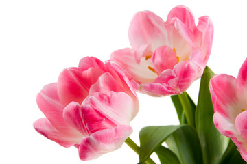 Bouquet of pink tulips