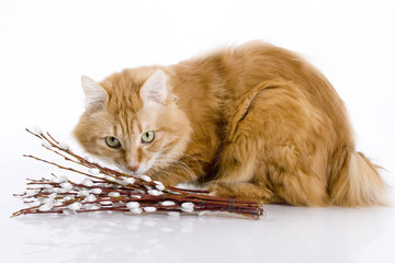 Cat, pussy willow