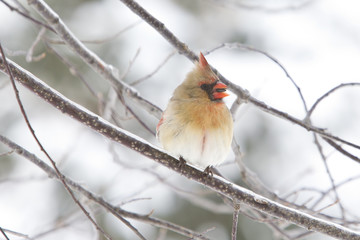 Cardinal - Female Northern with Sunflower Seed