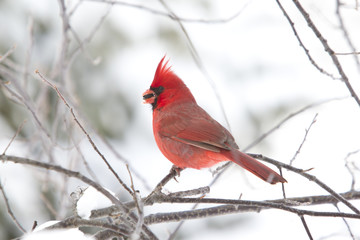 Cardinal - Northern Male with Sunflower Seed