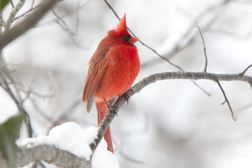 Cardinal - Winter Season
